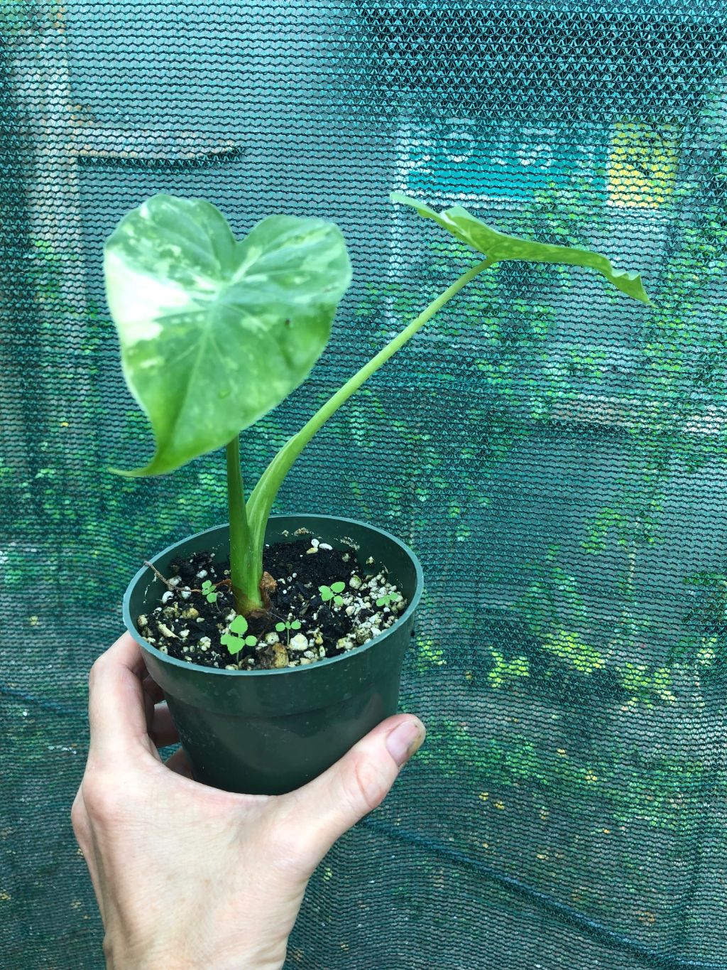 Alocasia Odora 'Variegata' - 3" pot
