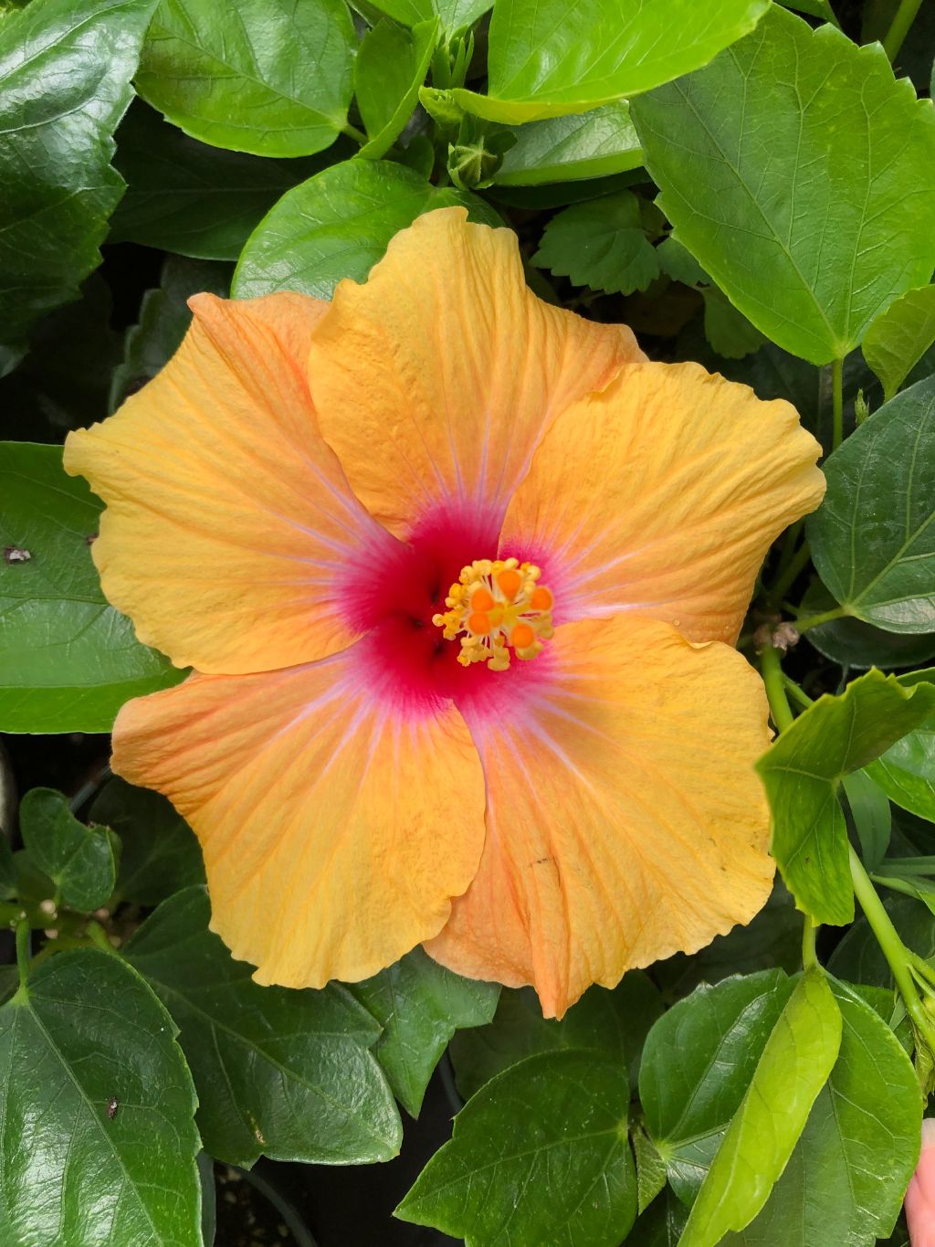 Tropical Hollywood Hibiscus 'Gossip Queen' - 4" pot