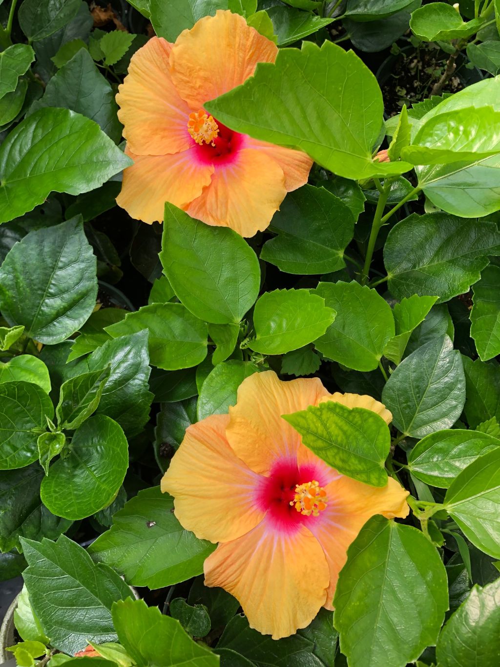 Tropical Hollywood Hibiscus 'Gossip Queen' - 4" pot