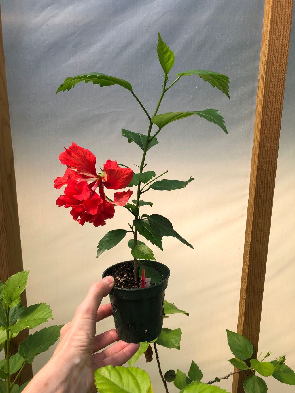 El Capitolio Red Hibiscus - 3" pot