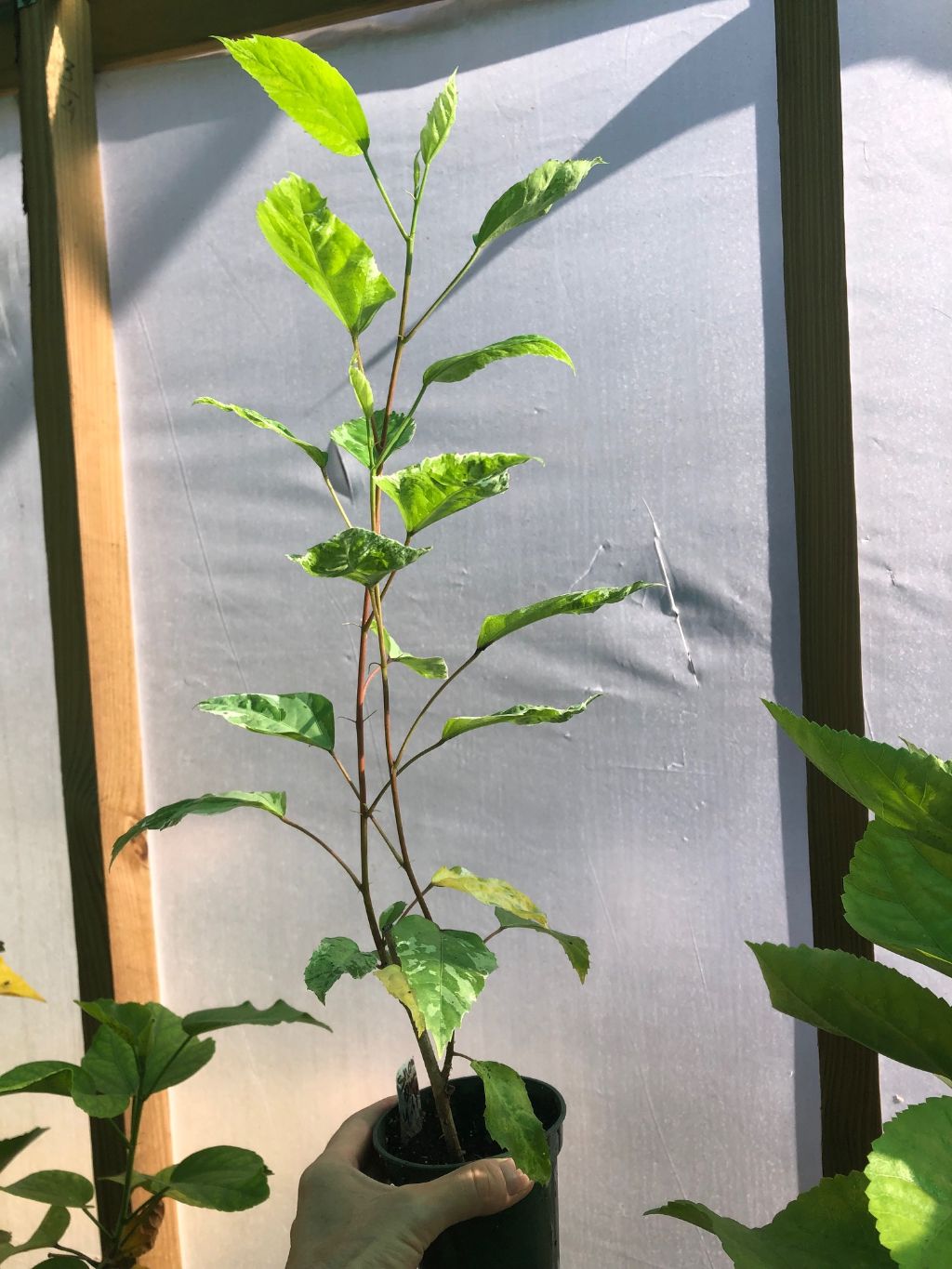 Hibiscus 'Snow Queen' variegated - 3" pot