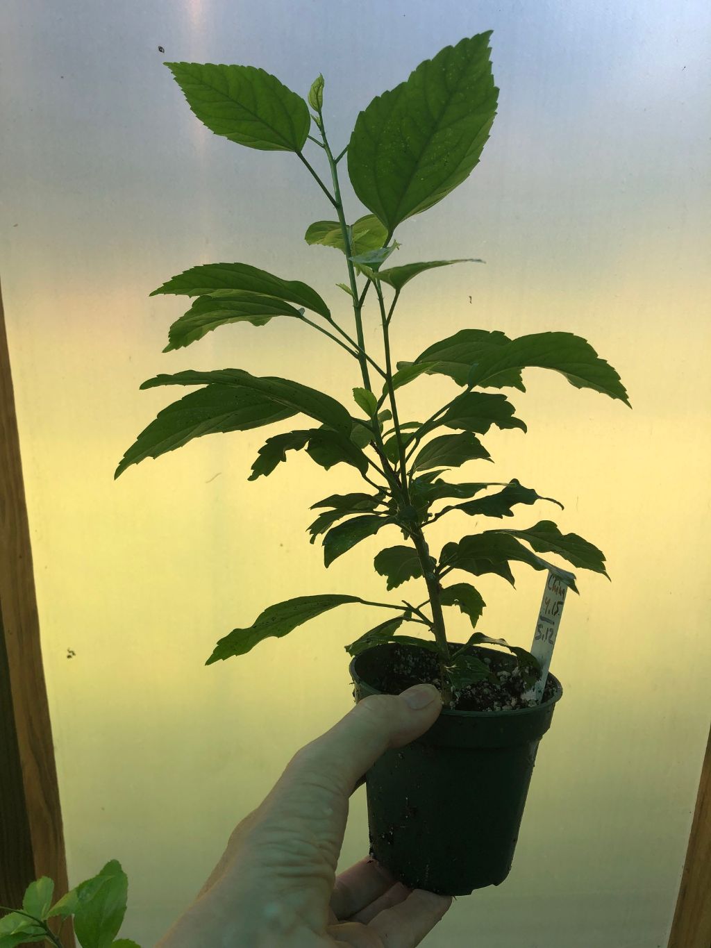 El Capitolio Peach Hibiscus - 3" pot