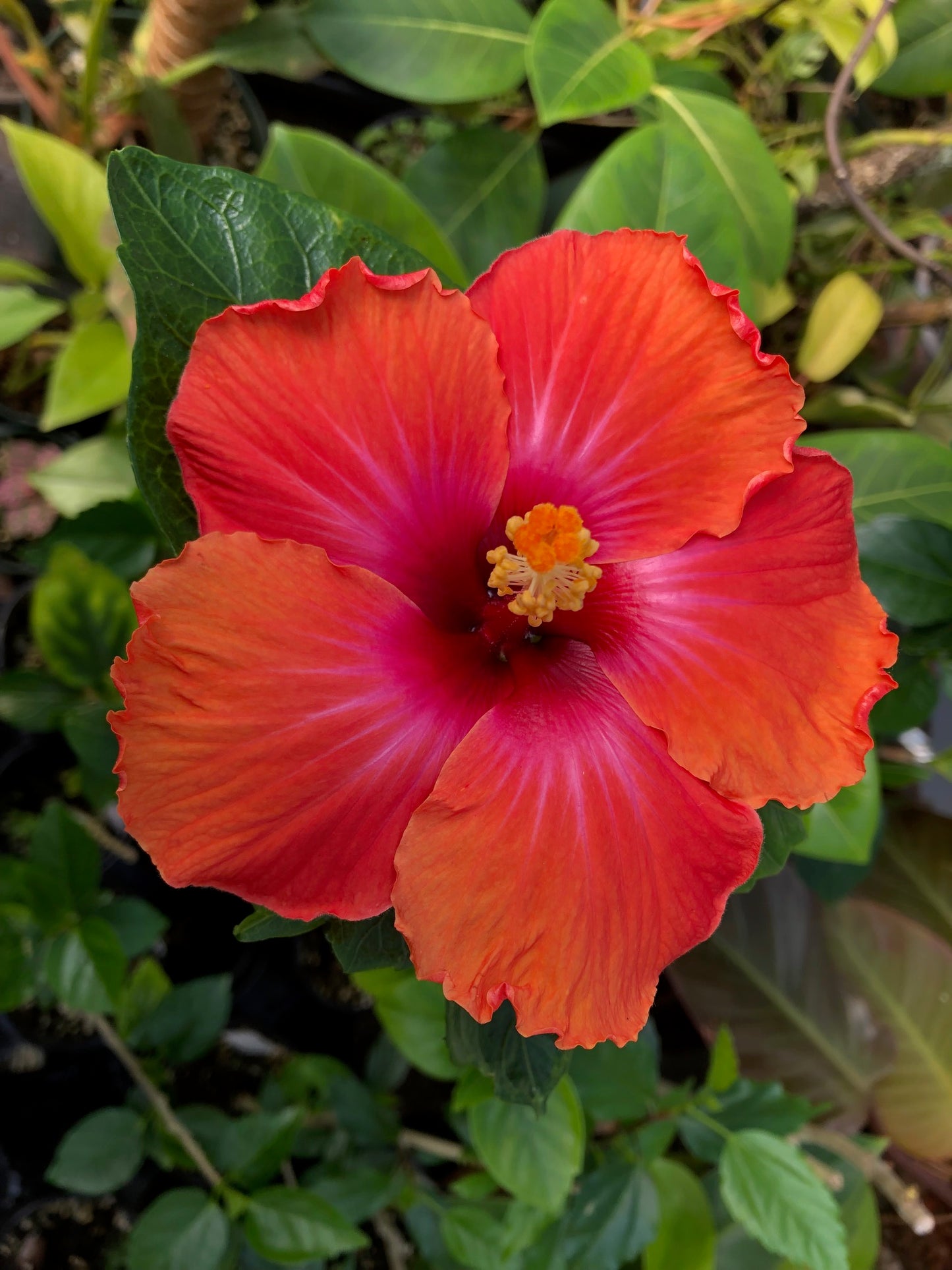 Tropical Hollywood Hibiscus 'Gossip Queen' - 4" pot