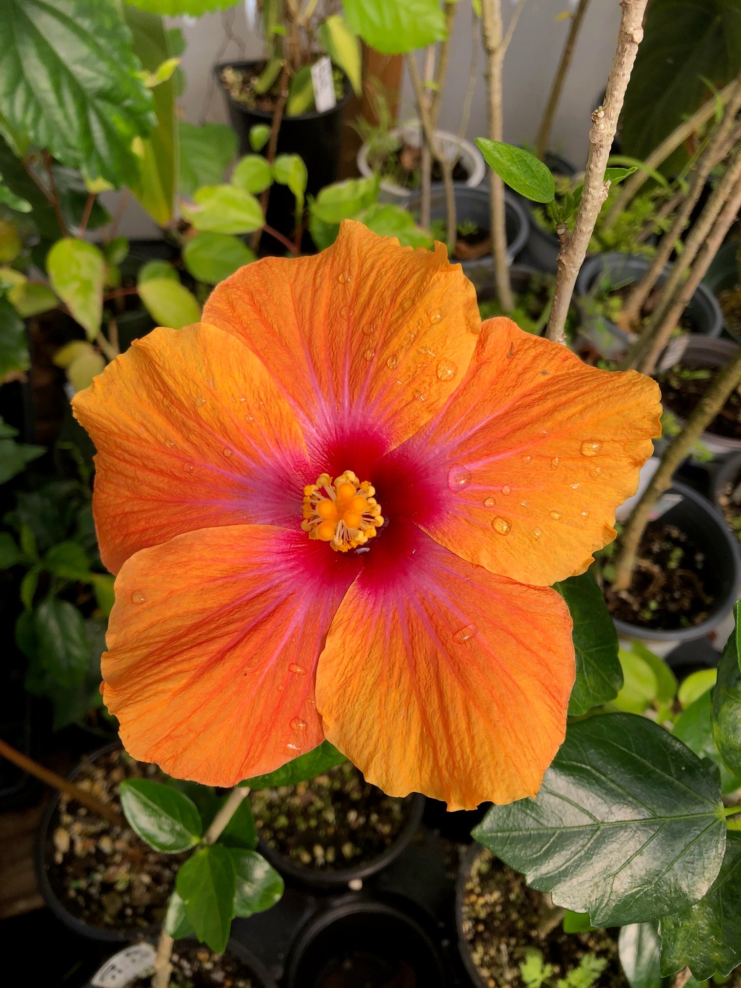 Tropical Hollywood Hibiscus 'Gossip Queen' - 4" pot