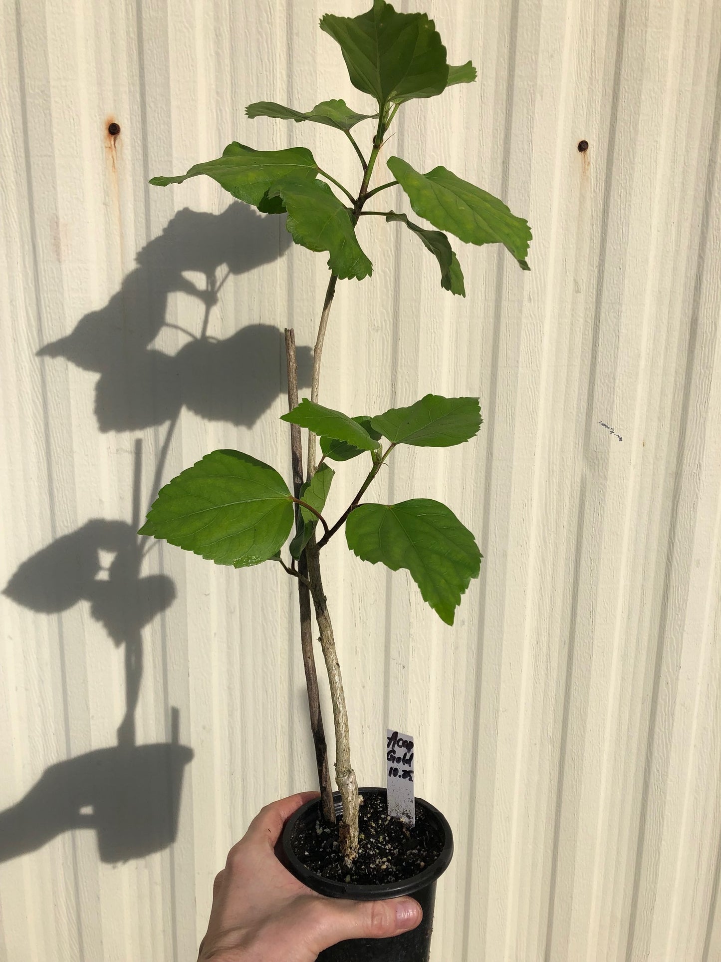 Tropical Hibiscus 'Acapulco Gold' - 4" pot