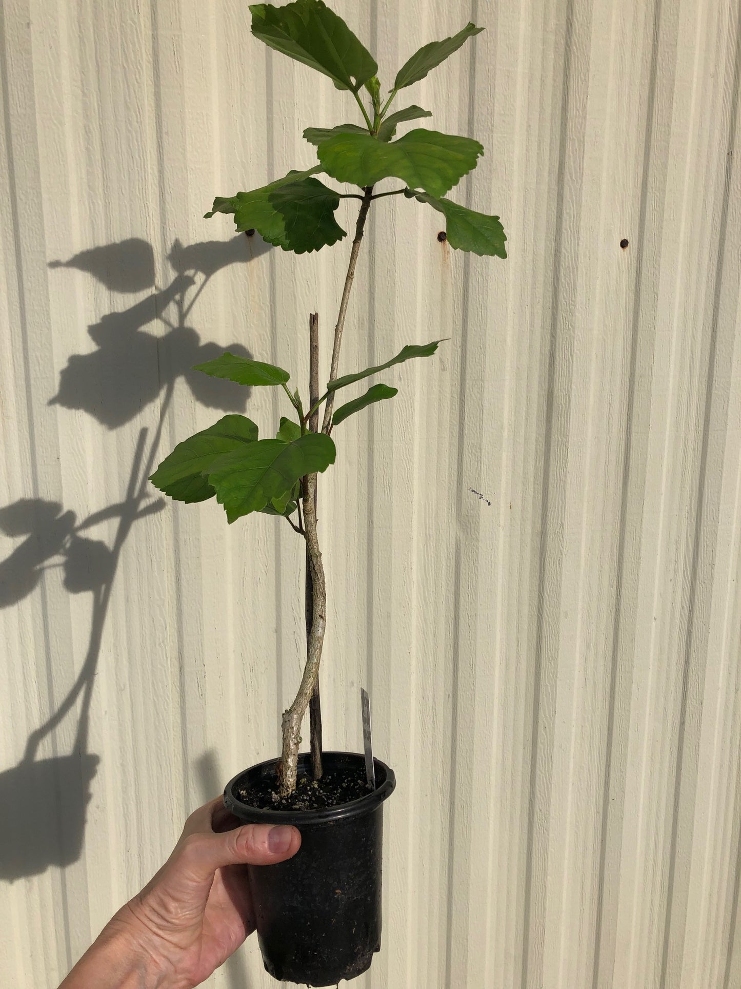 Tropical Hibiscus 'Acapulco Gold' - 4" pot