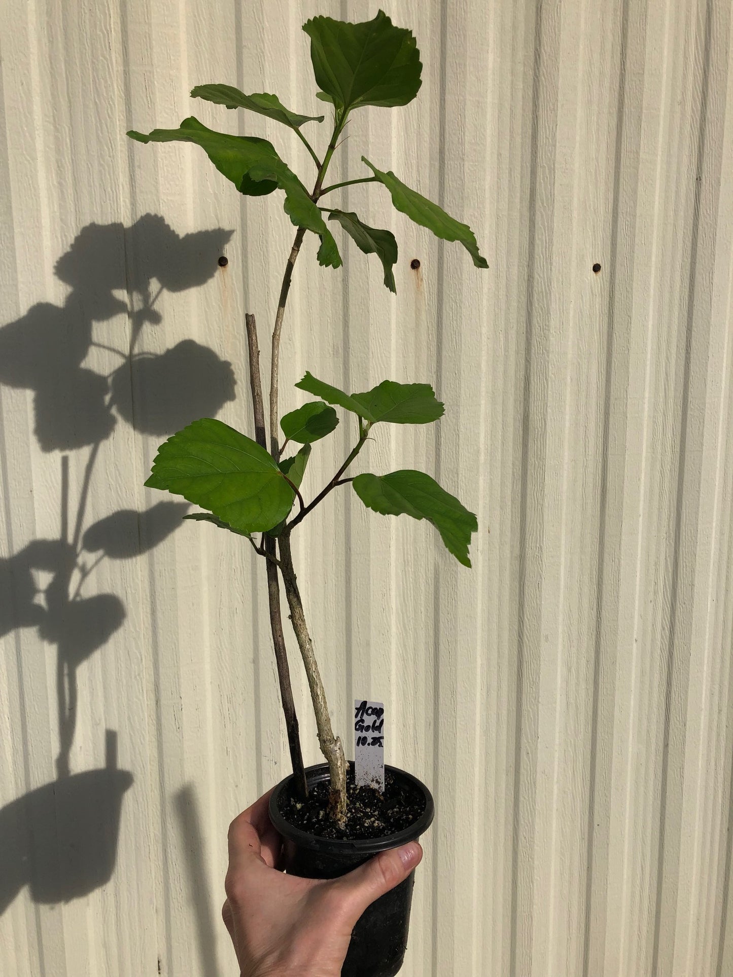 Tropical Hibiscus 'Acapulco Gold' - 4" pot