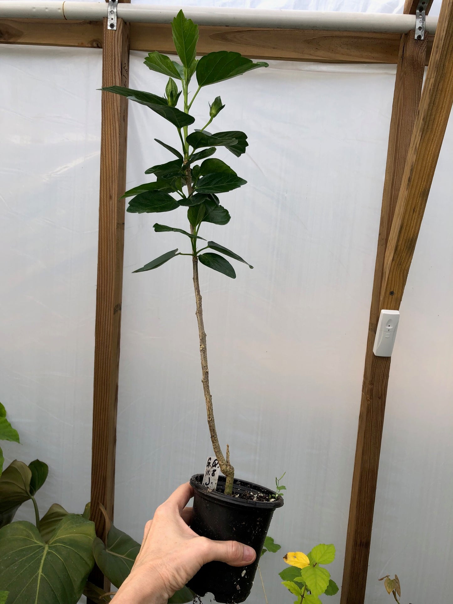 Tropical Hollywood Hibiscus 'Gossip Queen' - 4" pot