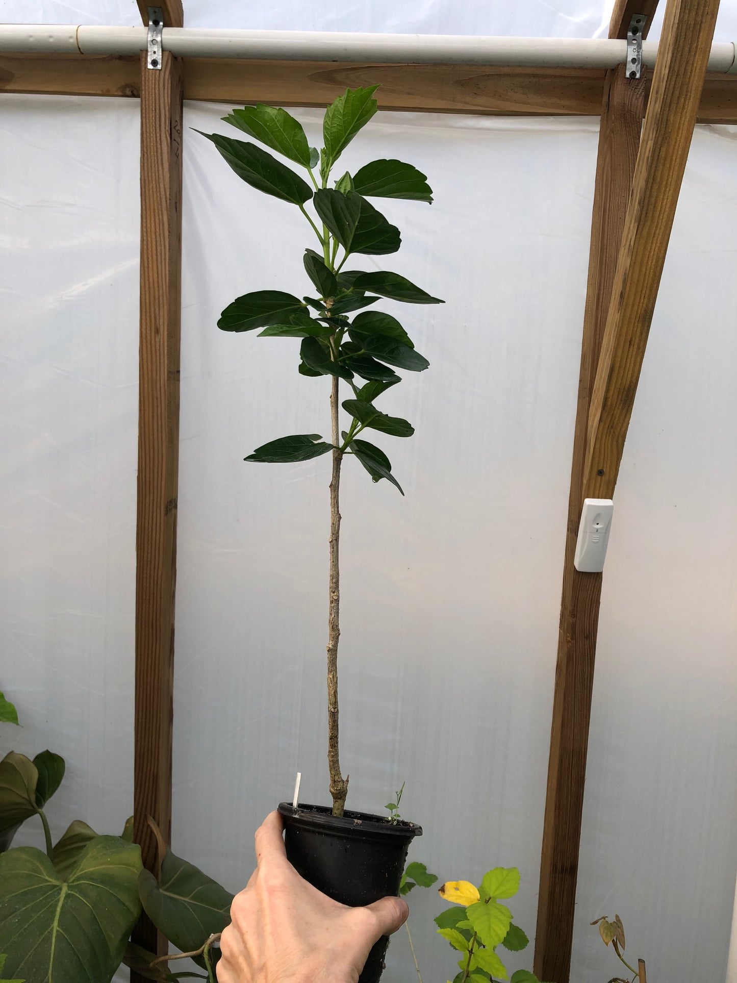 Tropical Hollywood Hibiscus 'Gossip Queen' - 4" pot