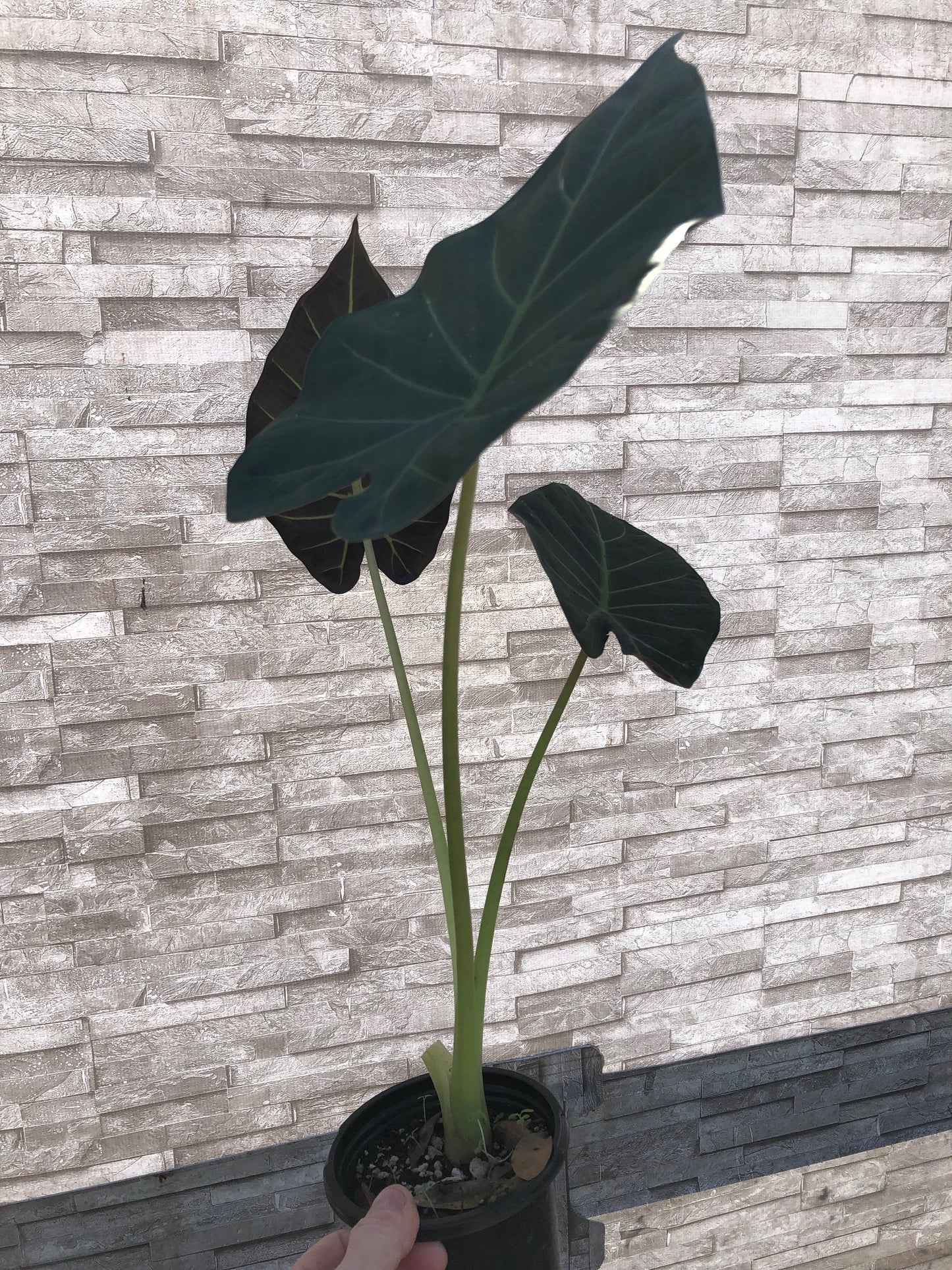 Alocasia 'Regal Shield' - 4" pot