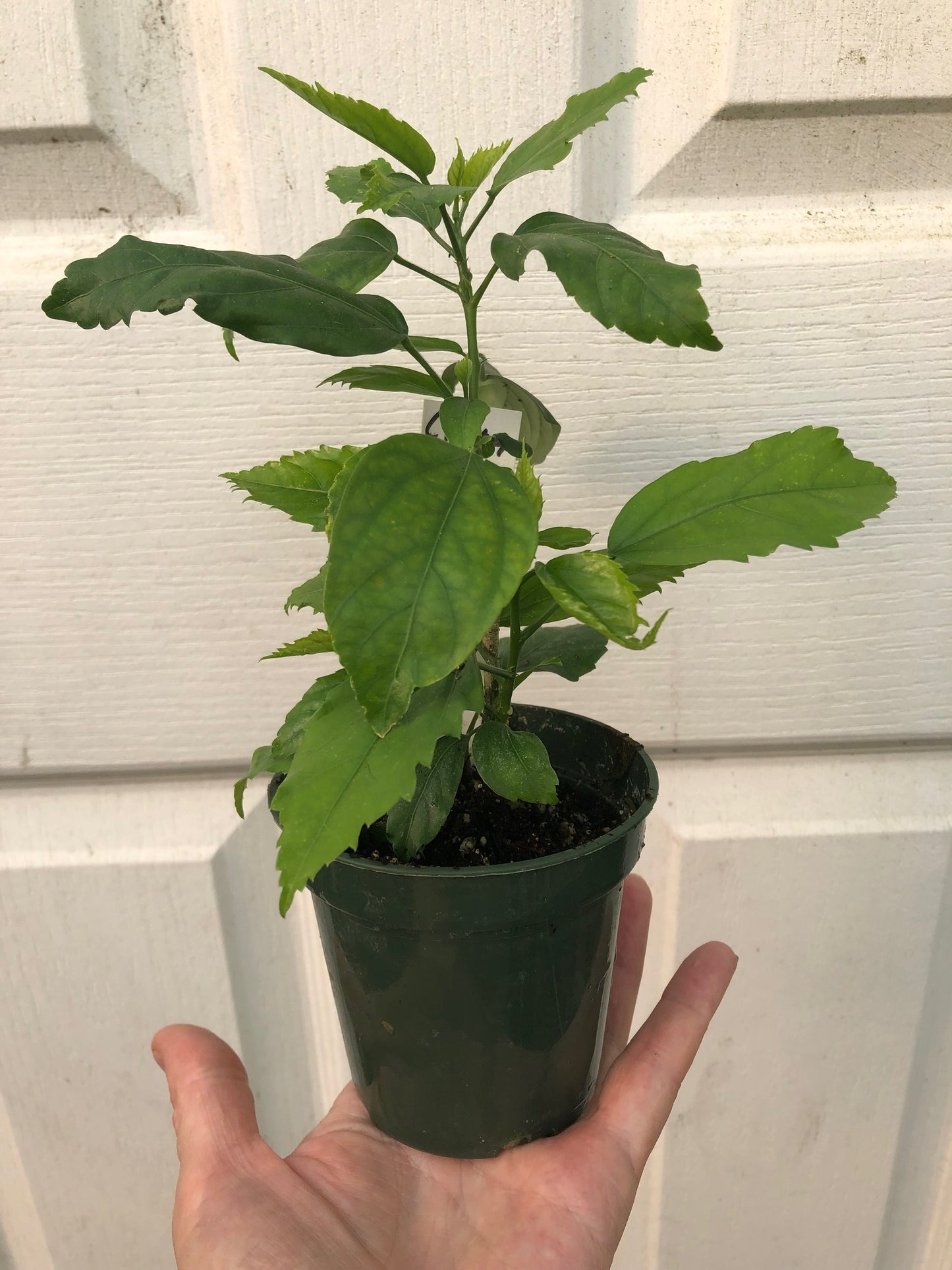 Tropical Hibiscus 'Chinese Lantern' - 3" or 4" pot