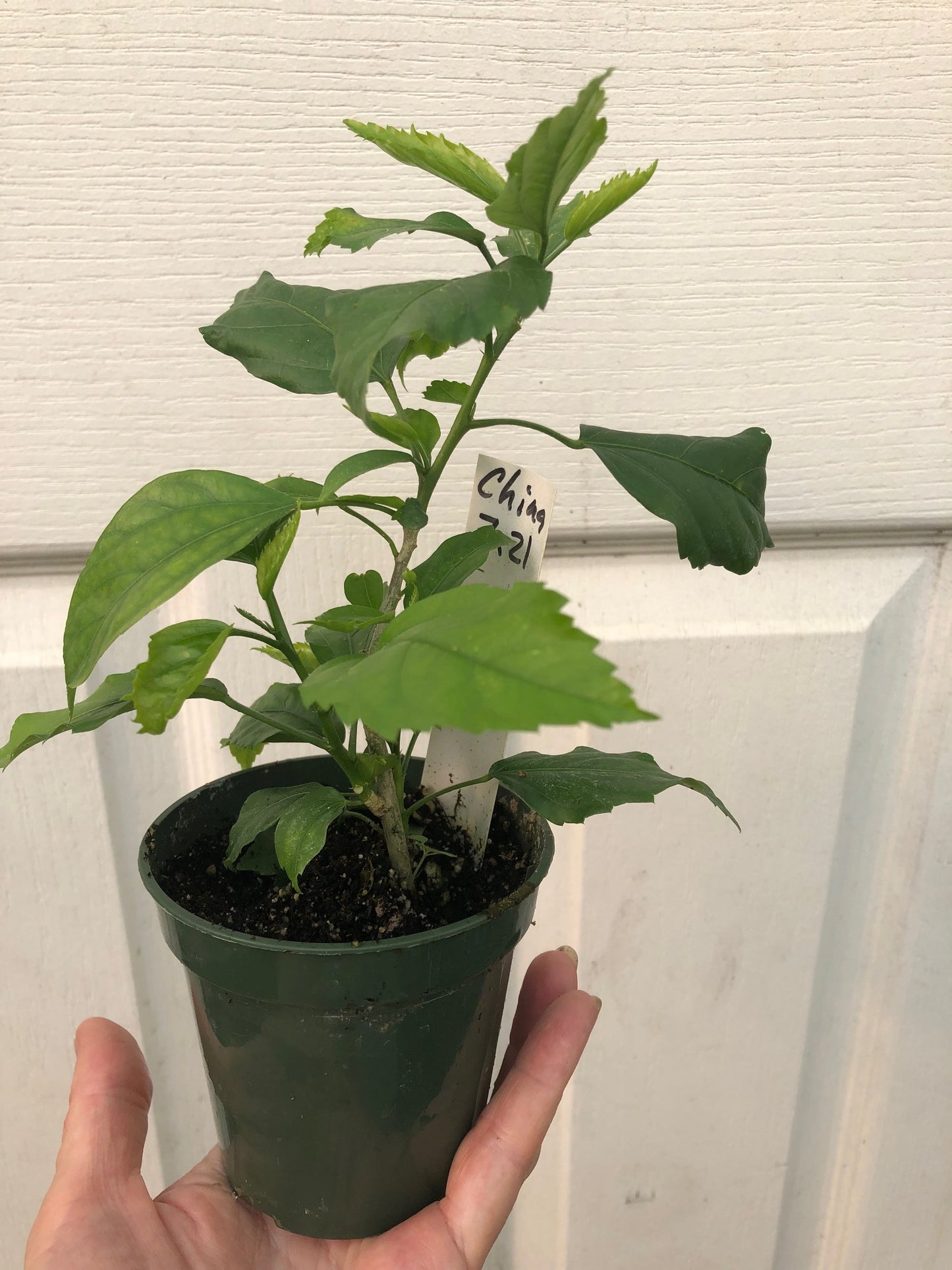 Tropical Hibiscus 'Chinese Lantern' - 3" or 4" pot