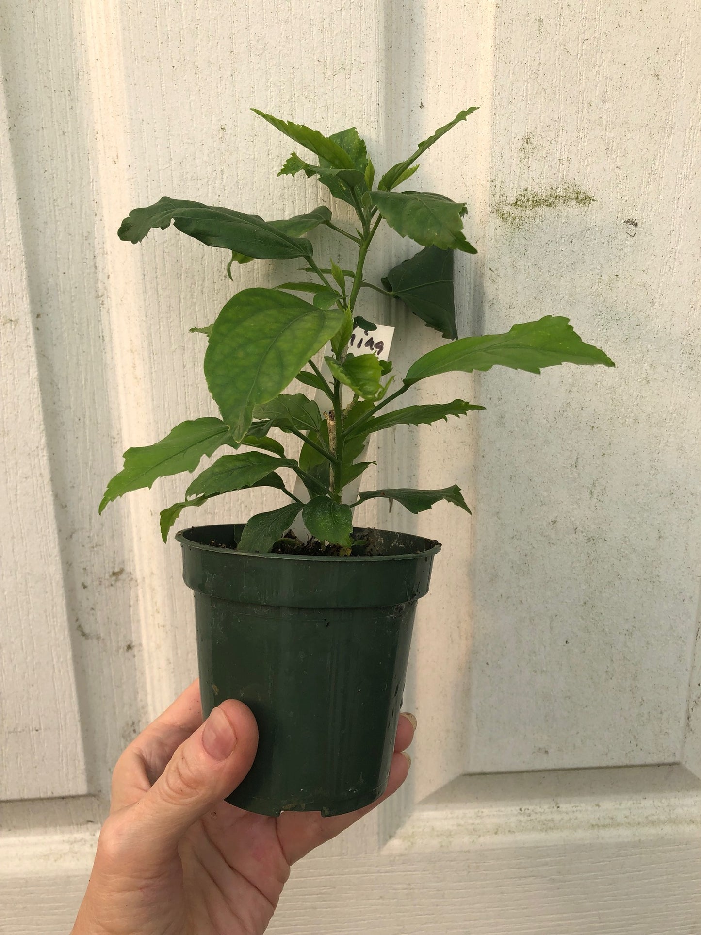 Tropical Hibiscus 'Chinese Lantern' - 3" or 4" pot