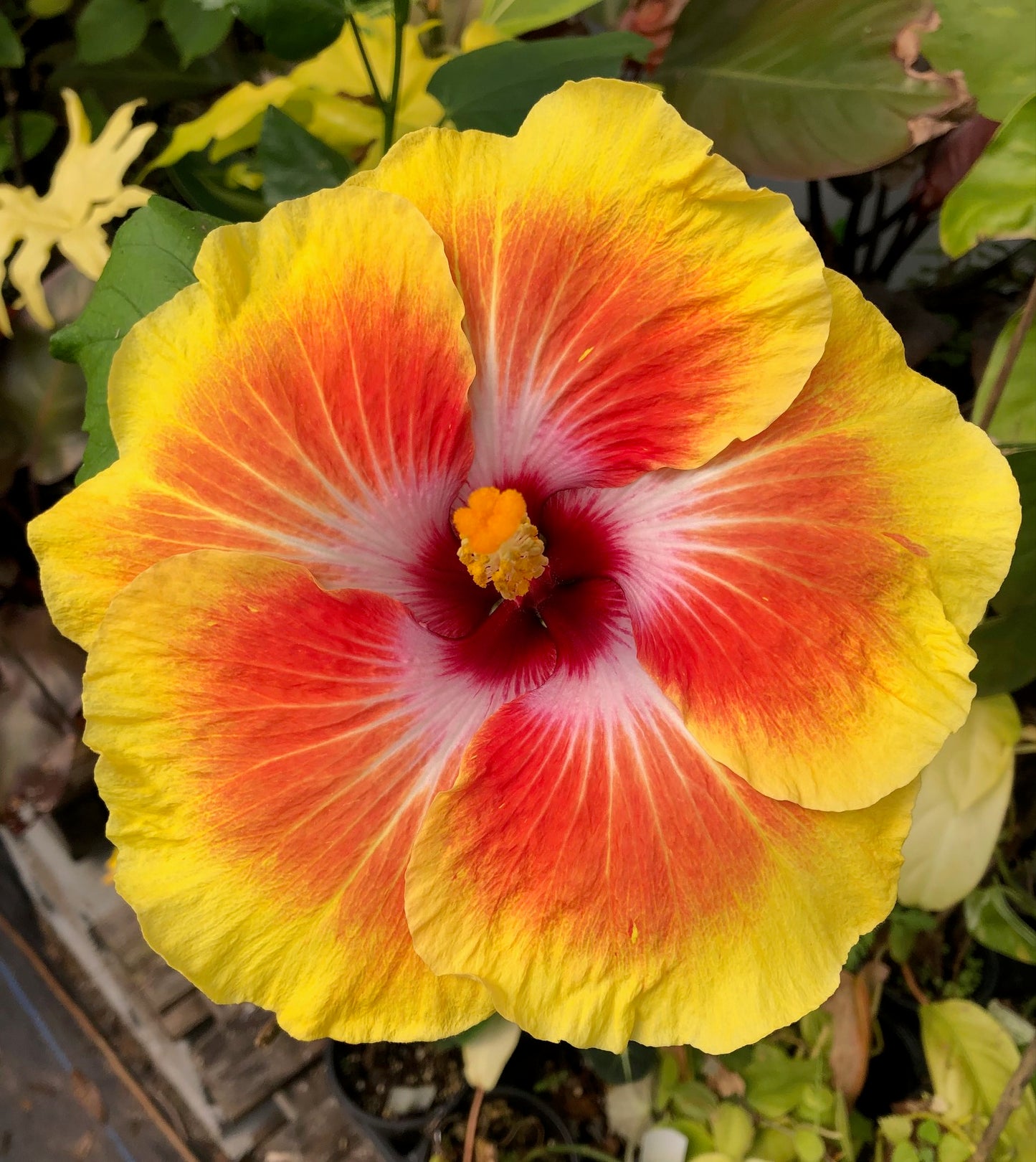 Tropical Hibiscus 'Acapulco Gold' - 4" pot