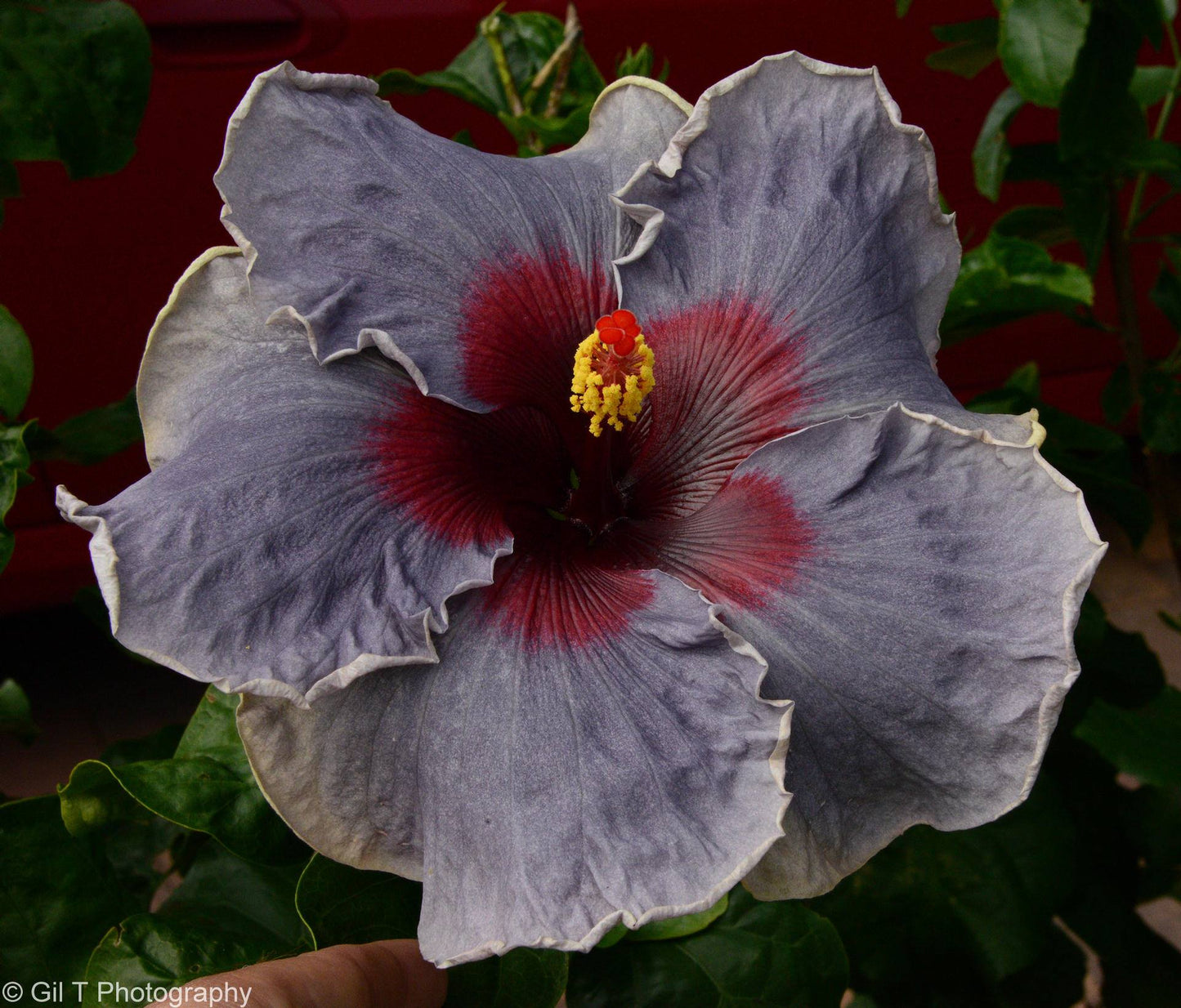 Tropical Hibiscus 'Blue Jean Baby' - 5" pot