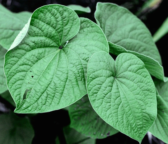 Kava Kava Root - 1 ounce