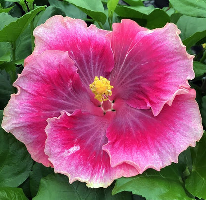 Tropical Hibiscus 'Beautiful Desire' - 5" pot