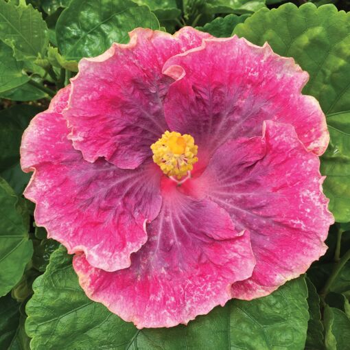 Tropical Hibiscus 'Beautiful Desire' - 5" pot