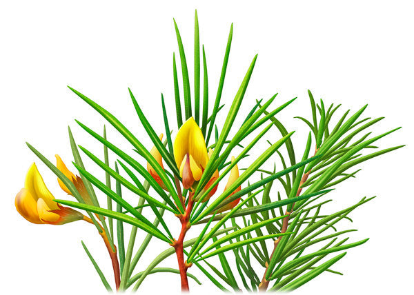 Rooibos Tea - ORGANIC - 1 ounce