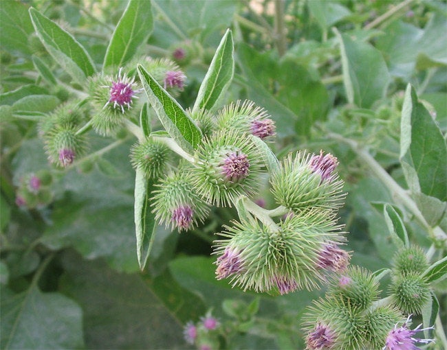 Burdock Root - ORGANIC - 2 ounces