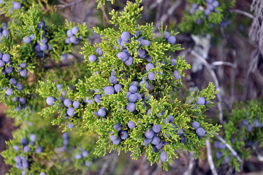 Juniper Berries - ORGANIC - 2 ounces