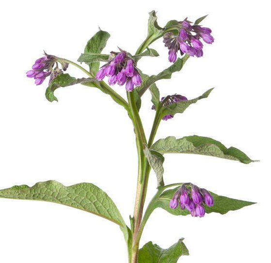 Comfrey Leaf - ORGANIC - 1 ounce