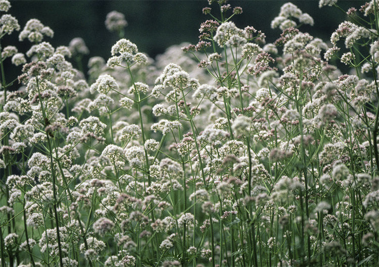 Valerian Root - ORGANIC - 2 ounces