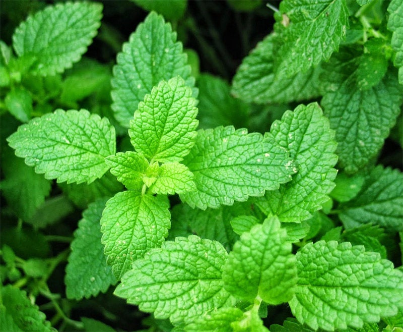 Spearmint Leaf - ORGANIC - 1 ounce