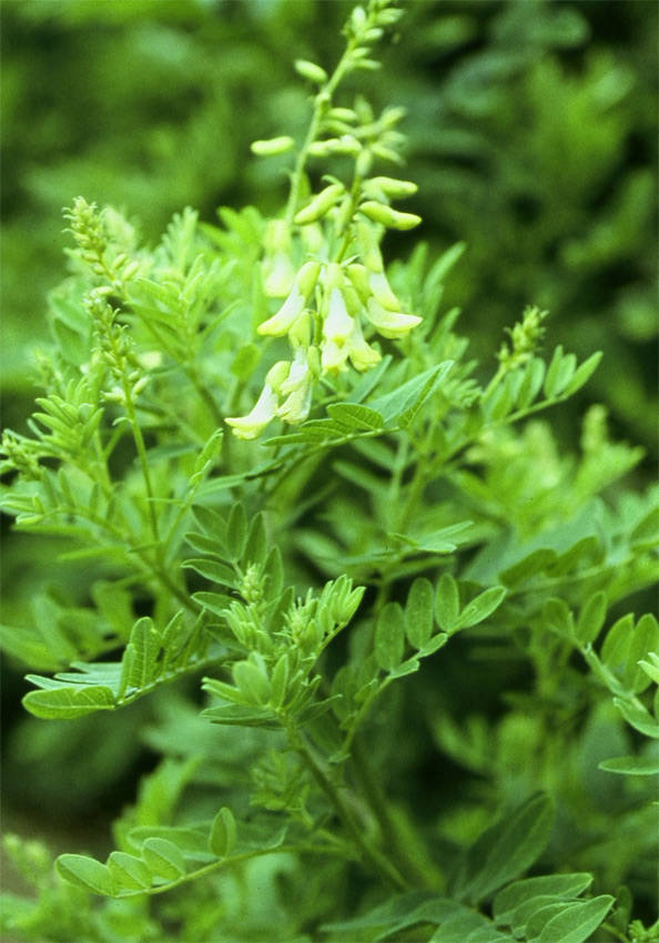 Astragalus Root - ORGANIC - 2 ounces