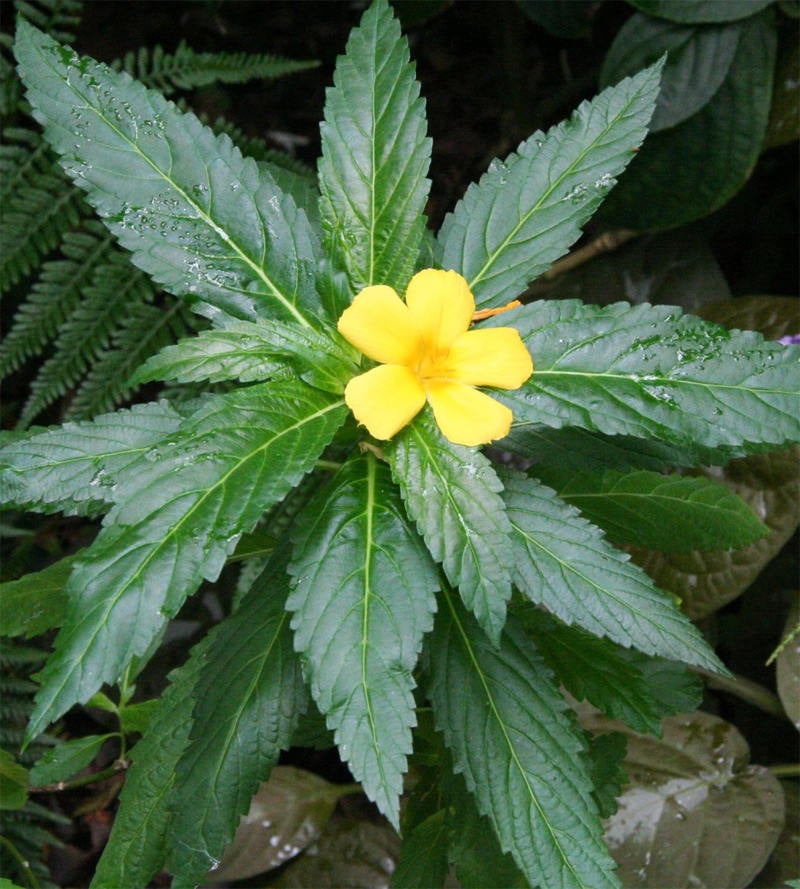 Damiana Leaf - 1 ounce