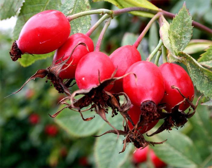 Rose Hips Berries - ORGANIC - 2 ounces
