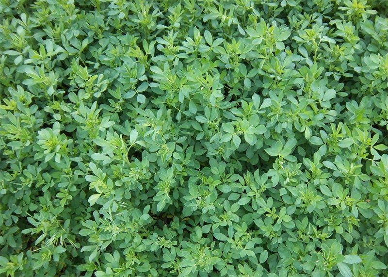 Alfalfa Leaf - ORGANIC - 1 ounce