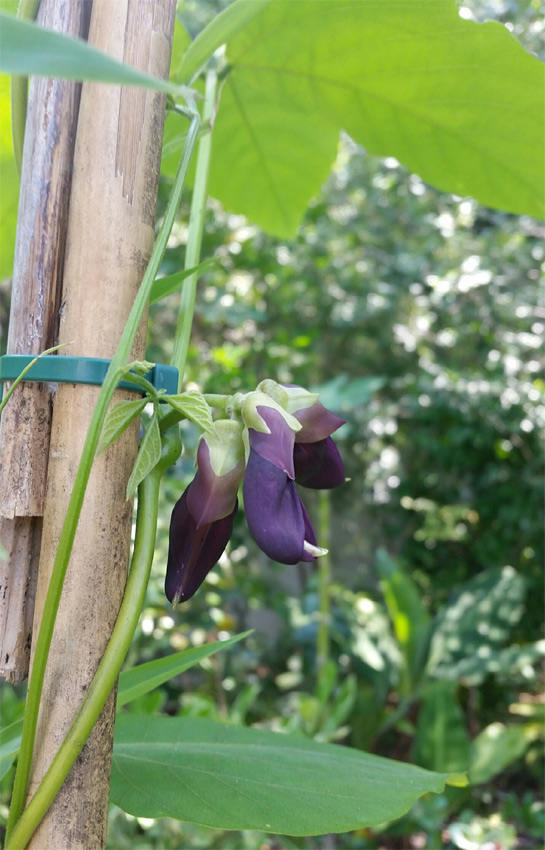 Black Mucuna Pruriens Organic Seeds - 20+ seeds