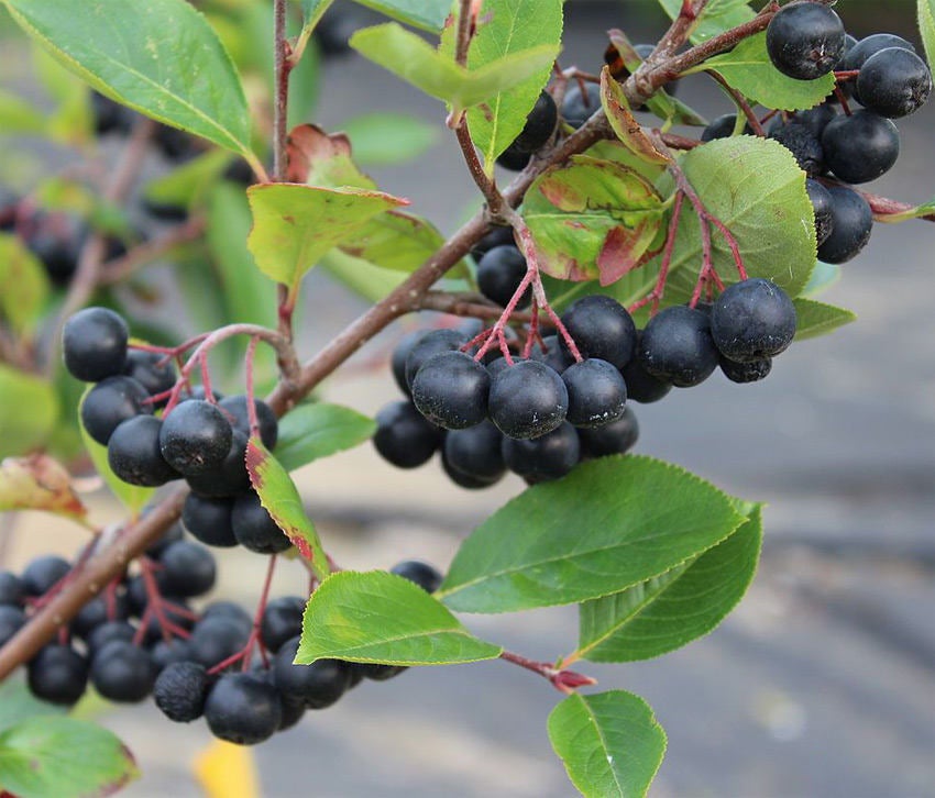 Aronia Berries Whole - ORGANIC - 2 ounces