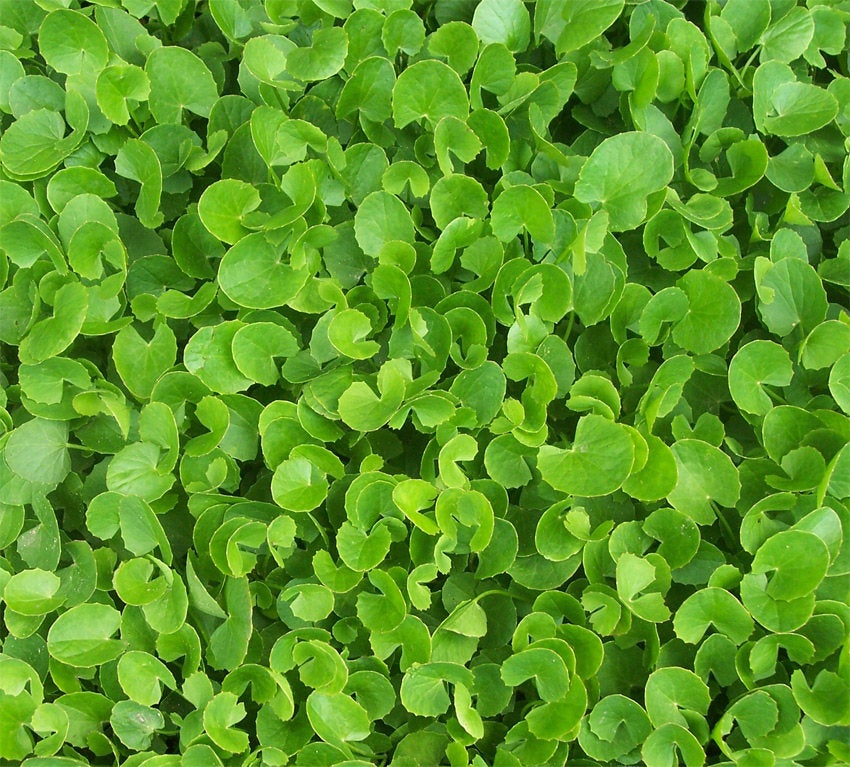 Gotu Kola Herb - 1 ounce