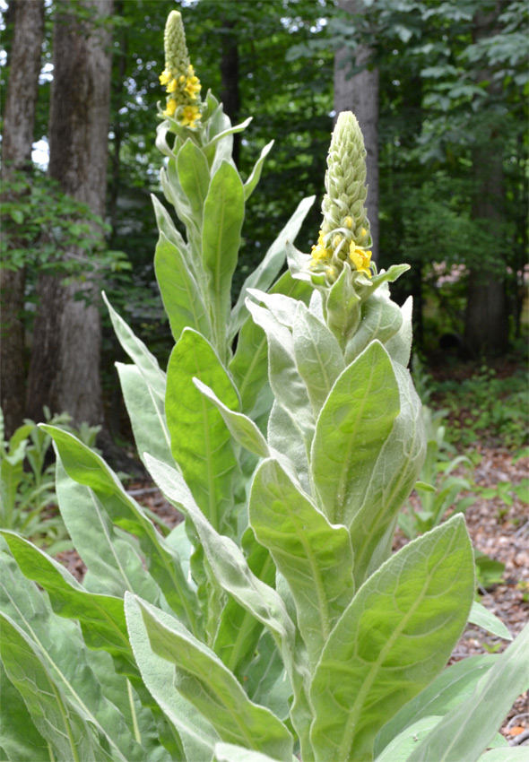 Mullein Leaf - ORGANIC - 1 ounce