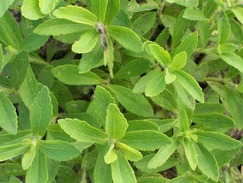 Stevia Leaf - ORGANIC - 1 ounce