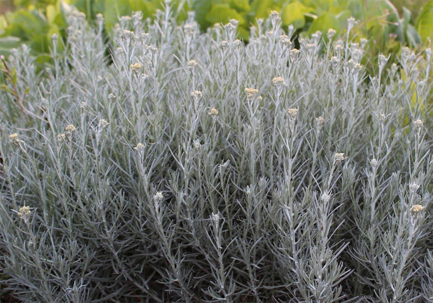 Life Everlasting Flowers - ORGANIC - 1 ounce