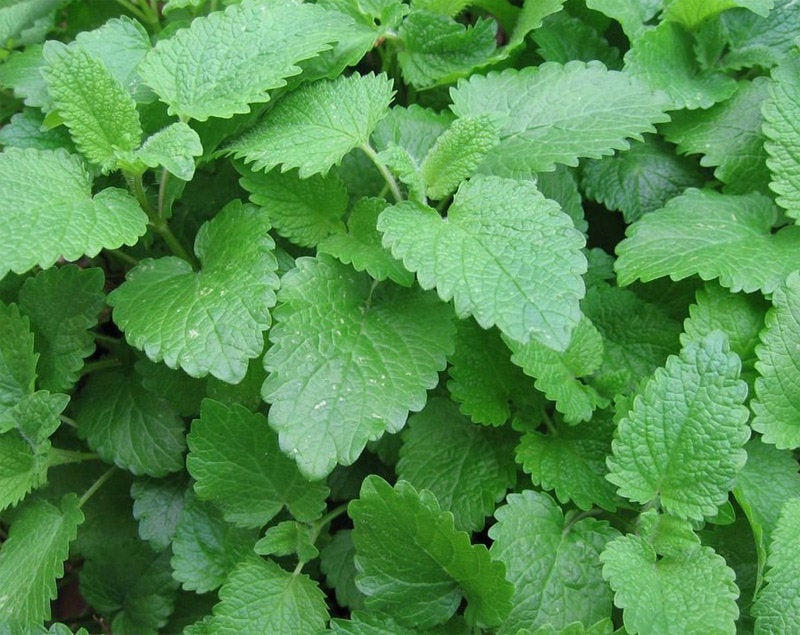 Lemon Balm Leaf - ORGANIC - 1 ounce