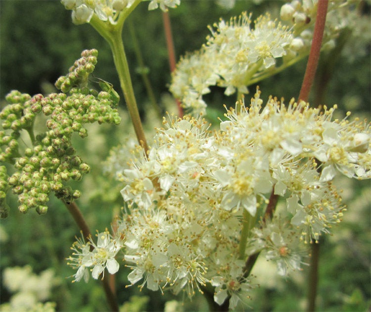 Meadowsweet Herb - ORGANIC - 1 ounce