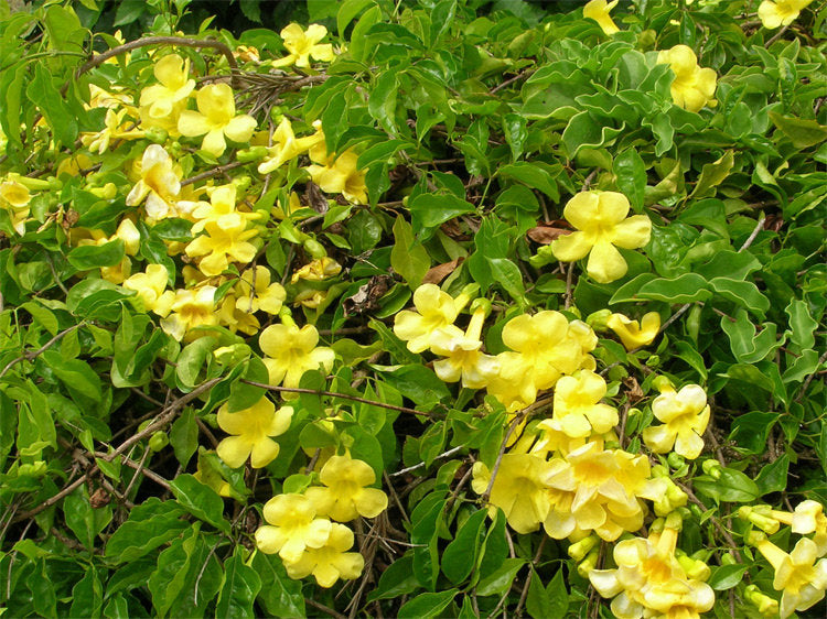 Cat's Claw Bark - 1 ounce