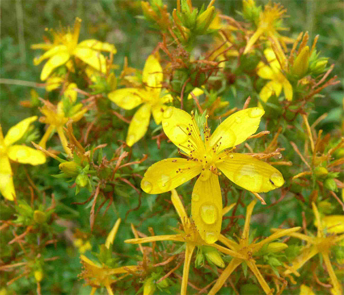 St. John's Wort Herb - ORGANIC - 1 ounce