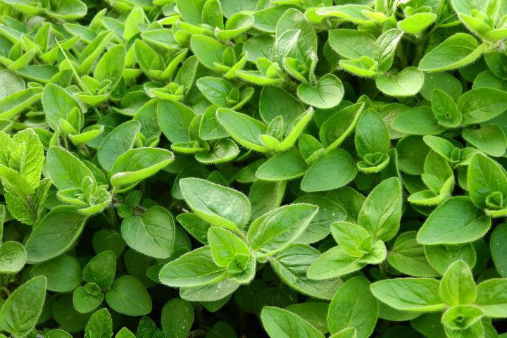 Marjoram Leaf - 1 ounce