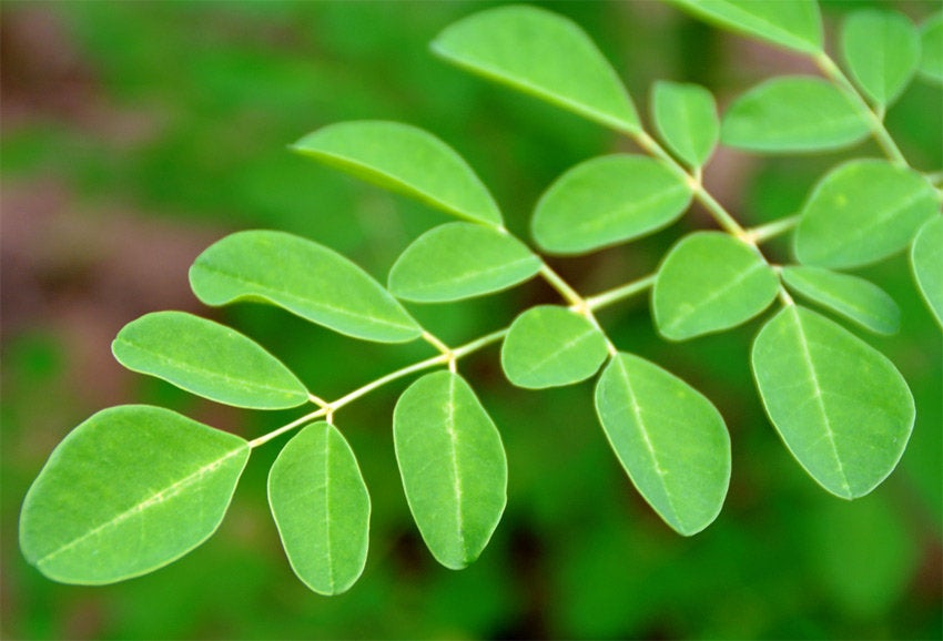 Moringa Leaf - ORGANIC - 1 ounce