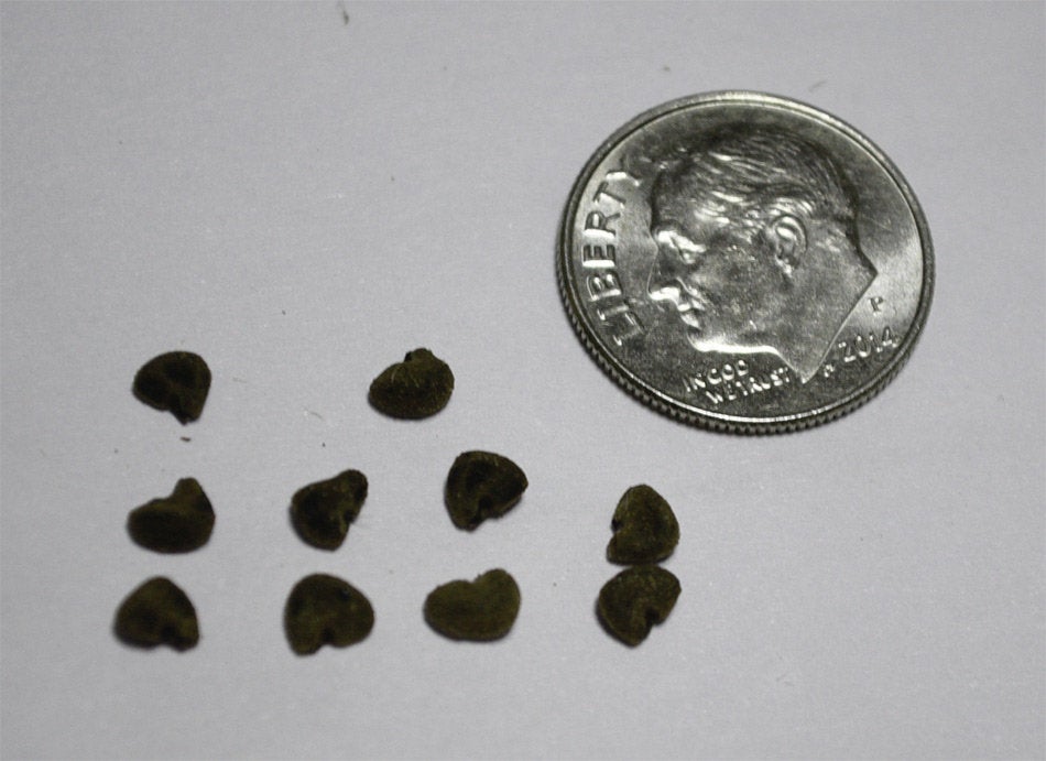 Brown Indian Hemp Hibiscus Seeds