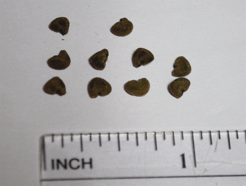 Brown Indian Hemp Hibiscus Seeds