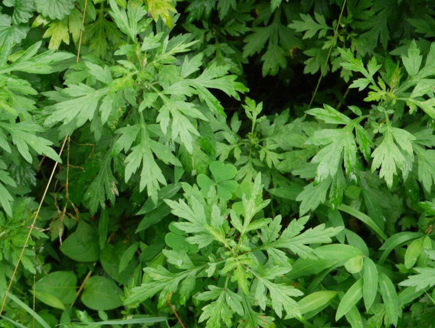 Mugwort Herb - ORGANIC - 1 ounce