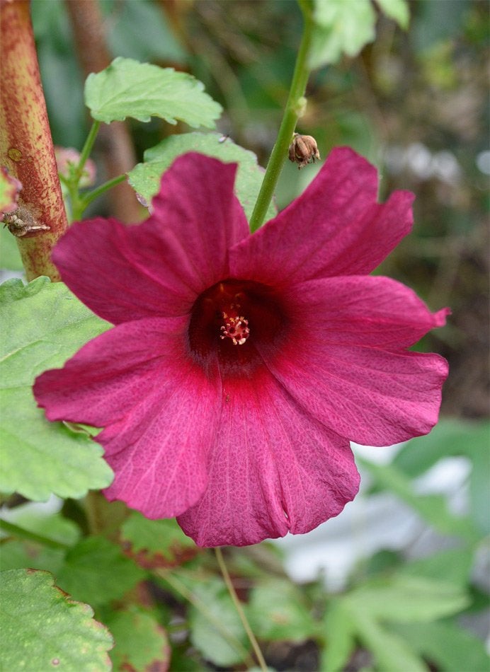 Brown Indian Hemp Hibiscus Seeds