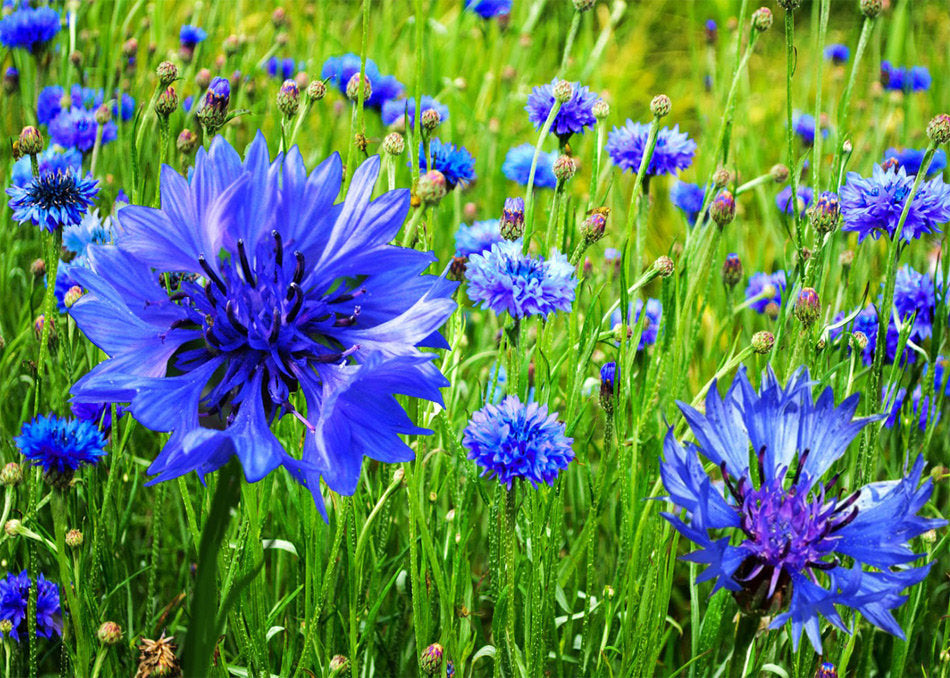 Cornflowers - 1 ounce