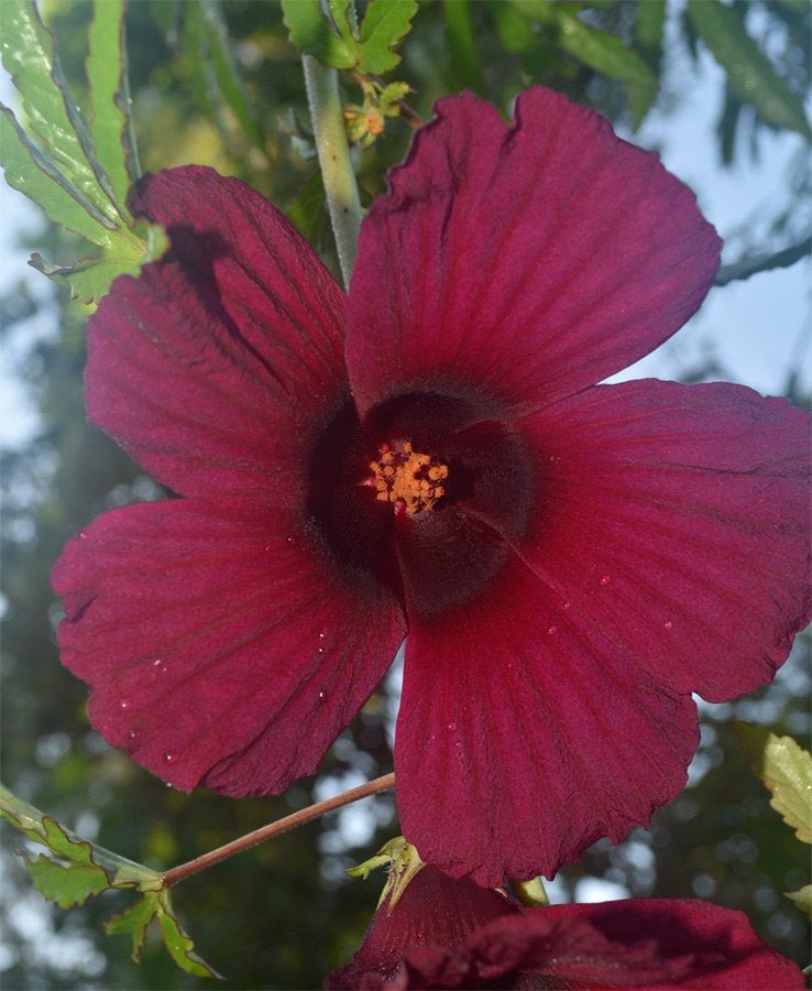 Brown Indian Hemp Hibiscus Seeds